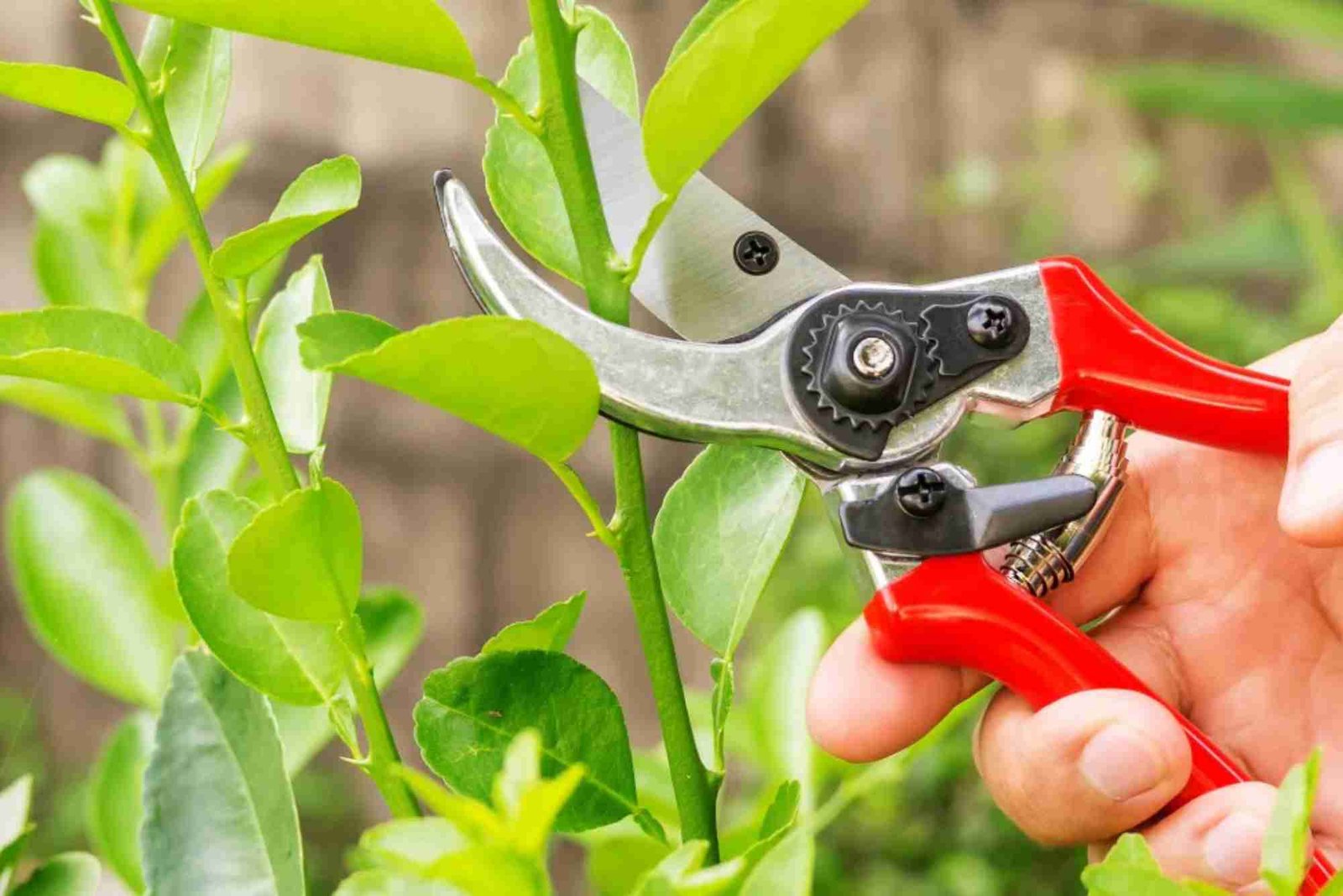 Ornamental Pruning in Cook County, IL